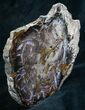 Very Colorful Hubbard Petrified Wood - / Tall #8169-2